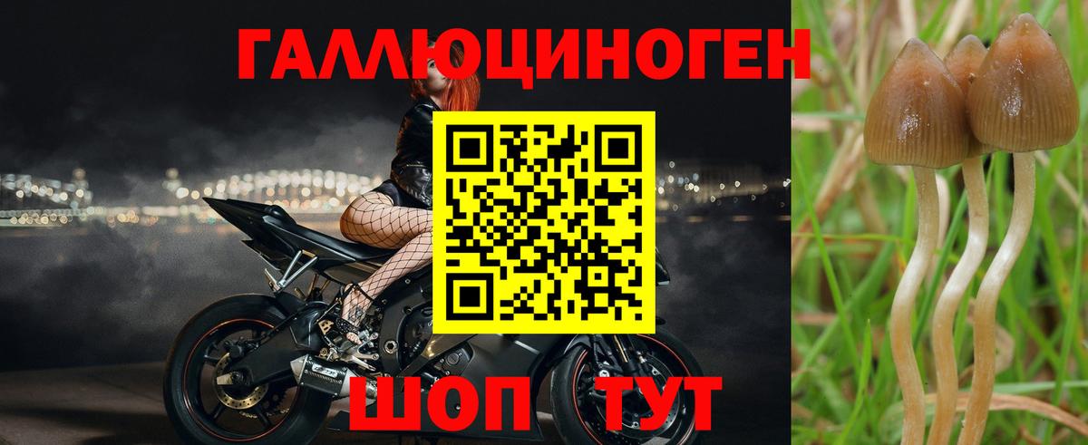 Дивногорск  купить наркотик  Псилоцибиновые грибы мухоморы  Вход с VPN  Псилоцибиновые грибы мухоморы 